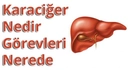 Karaciğerin Görevi Nedir?