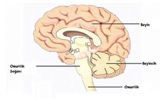 Beyincik Görevleri Nelerdir?