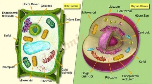 Bitki Hücresinin Görevleri